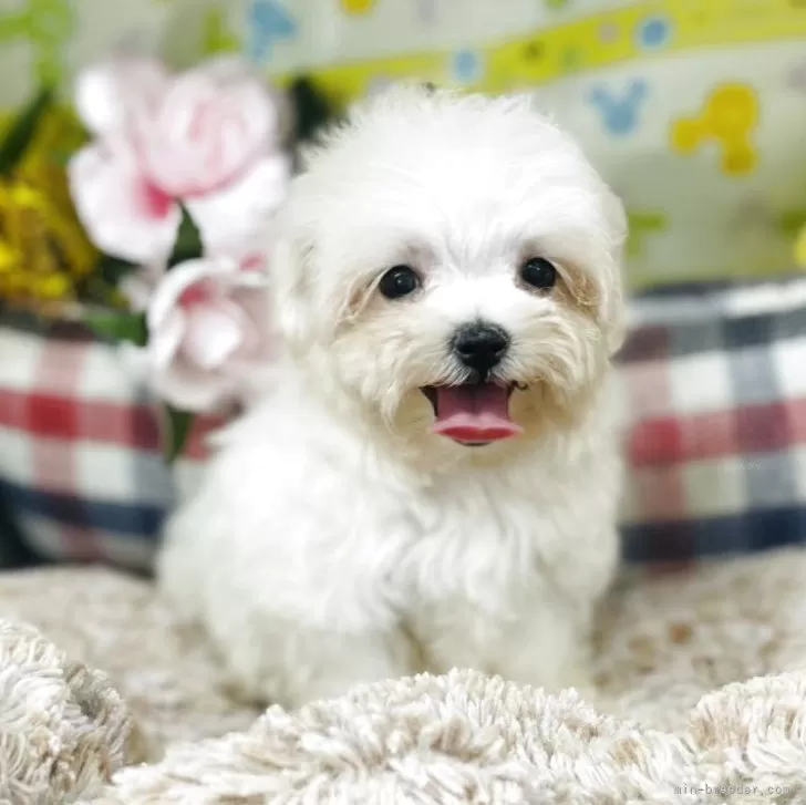 ID:2506-04530の子犬