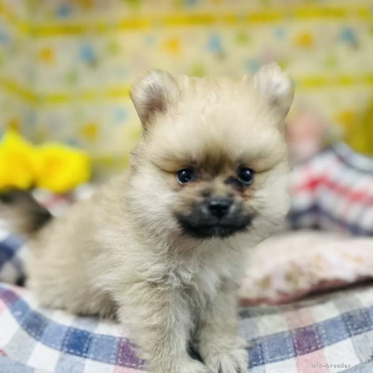 ID：2503-02593の子犬