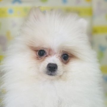 ポメラニアン【山形県・女の子・2023年1月15日・ホワイト】の写真「遊びが大好きな可愛い女の子です」