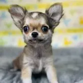 チワワ(ロング)【山形県・女の子・2022年10月29日・フォーン】の写真1