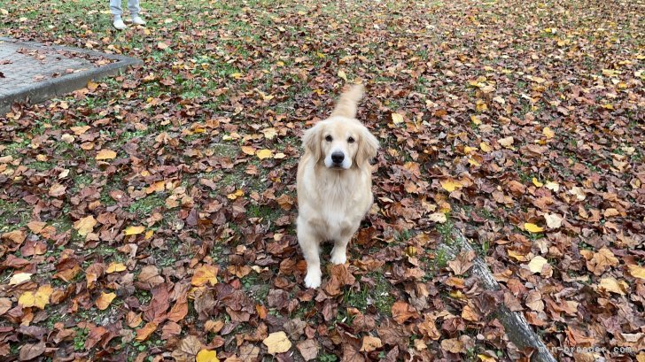 中国で有名なゴールデンレトリバー犬舎の血統です。全体バランスは、とても優秀です。とても元気です。｜窪田　洪嬌(くぼた　こうじょう)ブリーダー(岐阜県・ゴールデンレトリバーなど・JKC登録)の紹介写真1