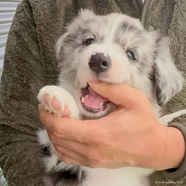 H.K 様のお迎えした子犬