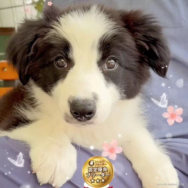 ID:2504-02556の子犬