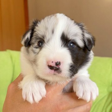 ボーダーコリー【岐阜県・男の子・2025年11月6日・ブルーマル】の写真「兩親外産、祖父母チャンピオン」