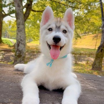 シベリアンハスキー【岐阜県・女の子・2025年6月13日・シルバー&ホワイト】の写真「現在食べいる餌15kgプレゼント致します」