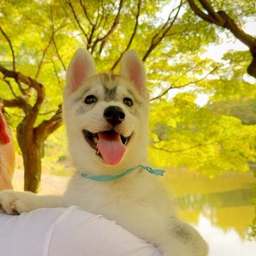 シベリアンハスキー【岐阜県・女の子・2025年6月13日・シルバー&ホワイト】の写真「現在食べいる餌15kgプレゼント致します」