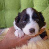 ボーダーコリー