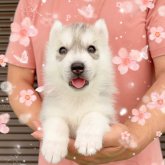 シベリアンハスキー