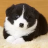 ボーダーコリー