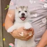 シベリアンハスキー