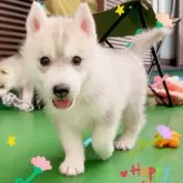 シベリアンハスキー