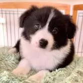 ボーダーコリー