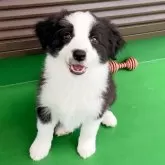 ボーダーコリー