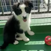 ボーダーコリー