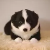 ボーダーコリー