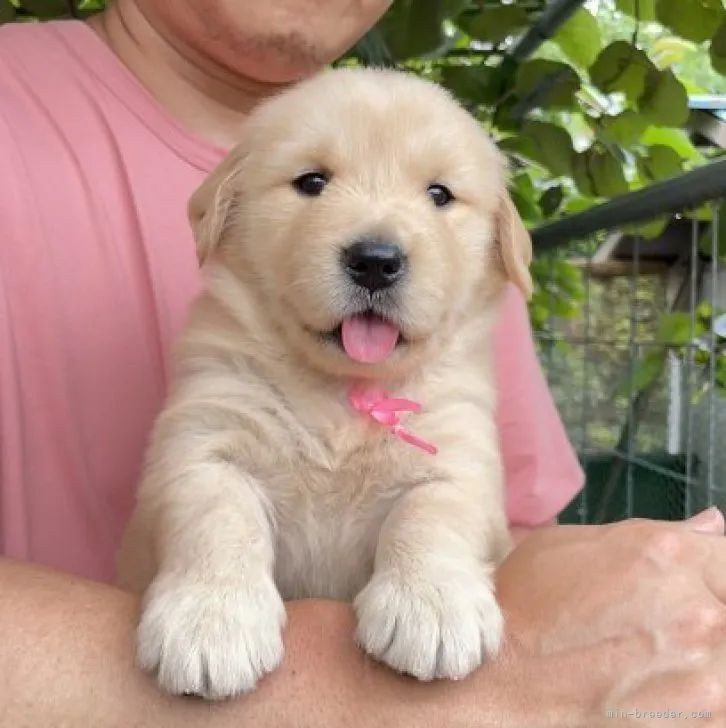 ID:2307-00827の子犬