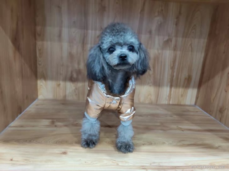 トイプードル【・女の子・2020年12月18日・シルバー】