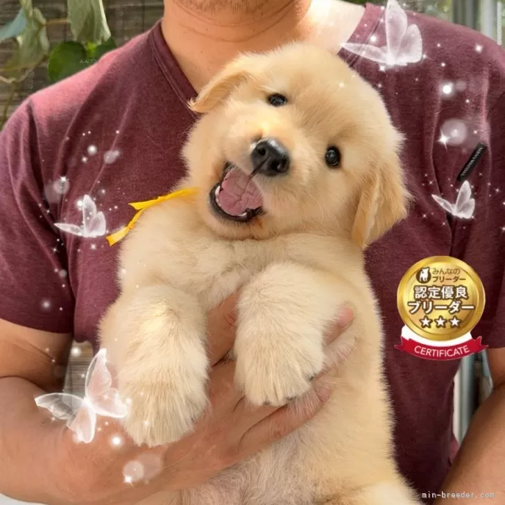 ID：2407-07729の子犬