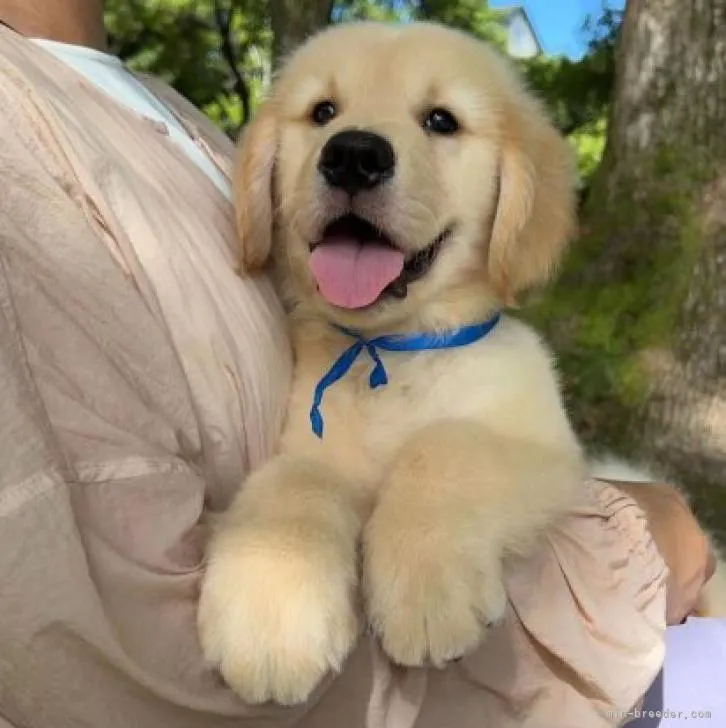 ID：2208-05343の子犬