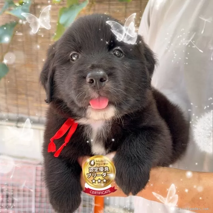 のぶ 様のお迎えした子犬