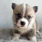 ウェルシュ・コーギー・ペンブローク