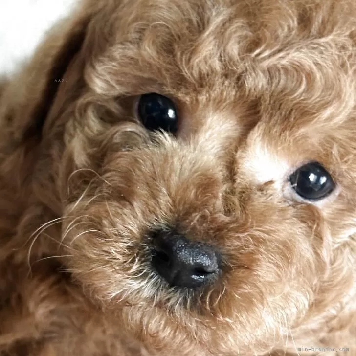 ID:2503-07853の子犬