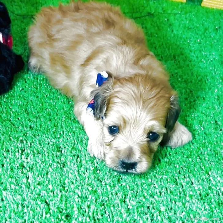 ID：2508-00184の子犬