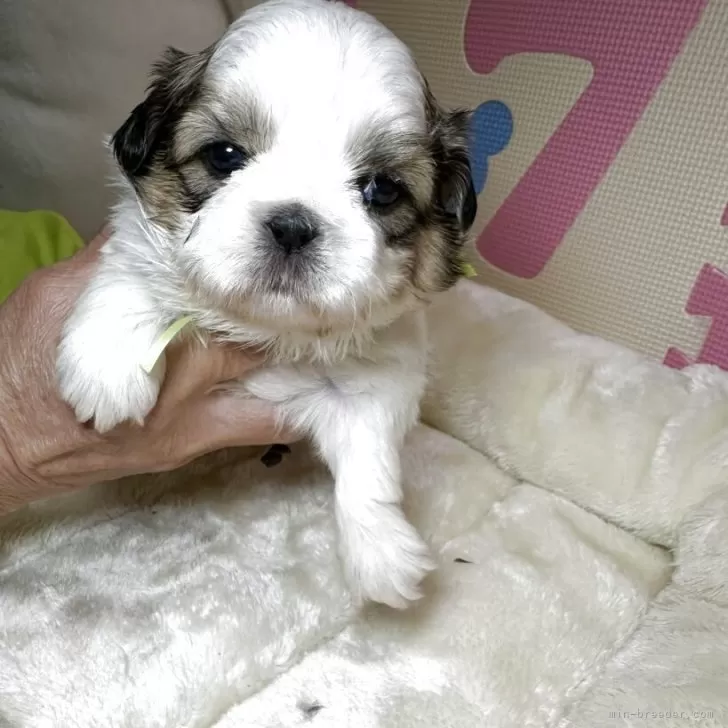 ID:2503-05029の子犬