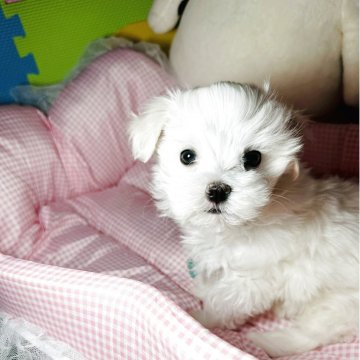 マルチーズ【岡山県・男の子・2025年4月3日・ホワイト】の写真「小さい男の子」