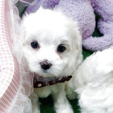 マルチーズ【岡山県・男の子・2025年5月25日・ホワイト】の写真「目がくりくりの男の子」