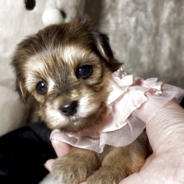 【岡山県・女の子・2025年9月19日・シェーデッドイエロー】の写真「可愛い女の子」