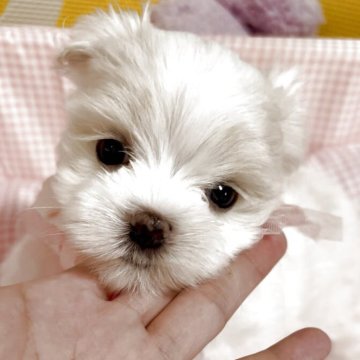 マルチーズ【岡山県・女の子・2025年8月25日・ホワイト】の写真「小さめの女の子」