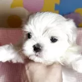 マルチーズ