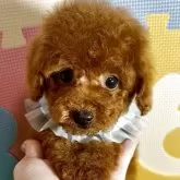 タイニープードル