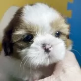 シーズー
