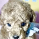 タイニープードル