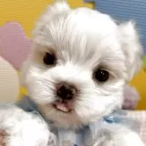 マルチーズ