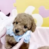 タイニープードル