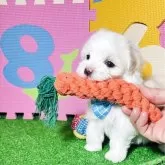 マルチーズ