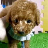 タイニープードル