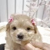 マルプー(トイプードル×マルチーズ)【岡山県・女の子・2026年3月4日・アプリコット】の写真2