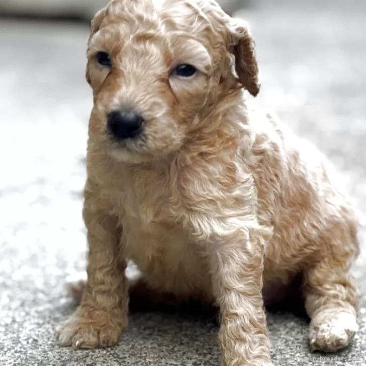 ID:2506-07957の子犬