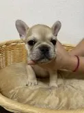 フレンチブルドッグ【奈良県・女の子・2020年12月7日・フォーン】の写真1「おとなしいです😊」