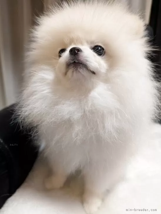 禁断のポメラニアンさ専用 ポメラニアン【大阪府・女の子・2025年4月19日・純白に近い