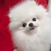 ポメラニアン【大阪府・女の子・2025年4月19日・純白に近いホワイト】の写真2