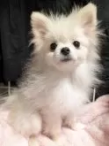 ポメラニアン【大阪府・男の子・2025年6月8日・クリームホワイト】の写真4