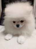 ポメラニアン【大阪府・女の子・2025年4月19日・純白に近いホワイト】の写真8