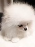ポメラニアン【大阪府・女の子・2025年4月19日・純白に近いホワイト】の写真7