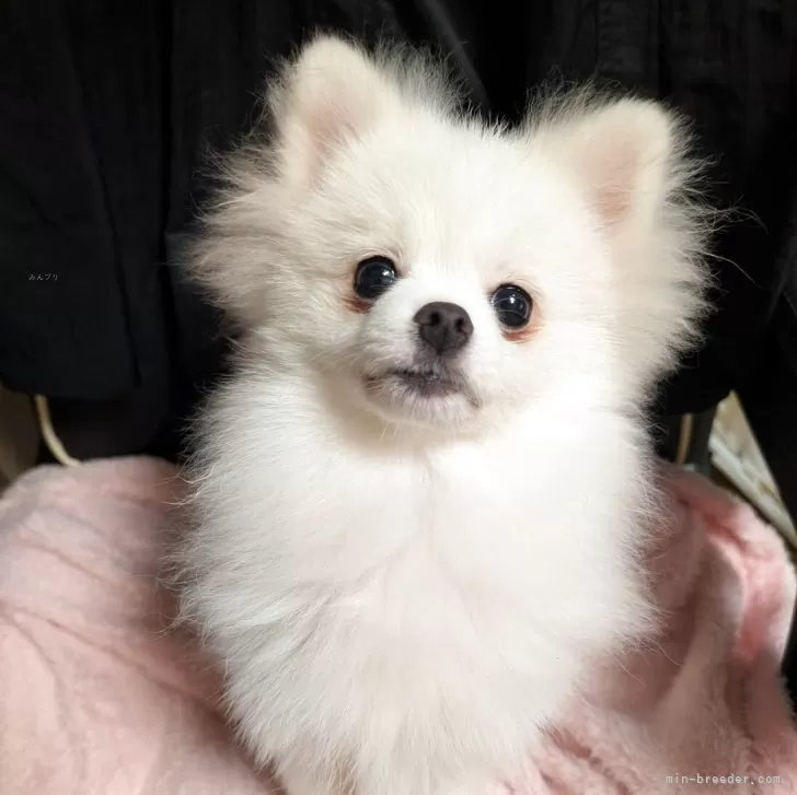 ポメラニアン【大阪府・男の子・2025年5月29日・ホワイト】の写真1