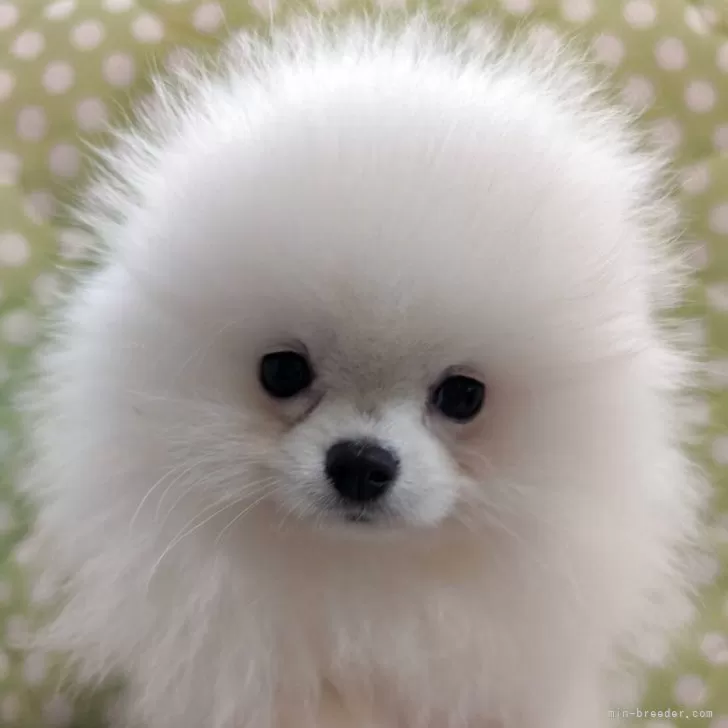 ID：2509-04035の子犬